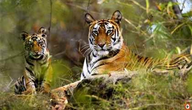Bandhavgarh National Park Tour