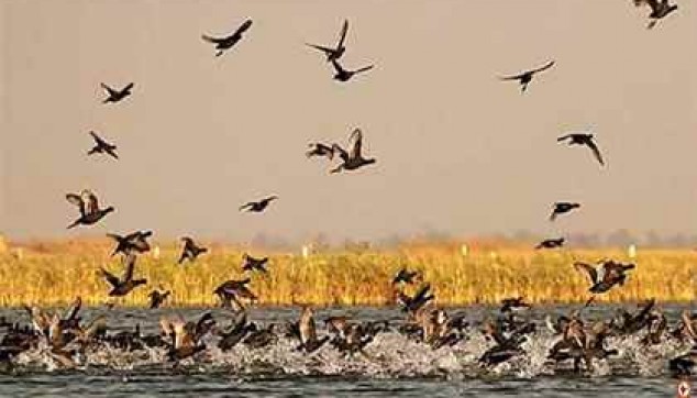 Nal Sarovar Bird Sanctuary Tour