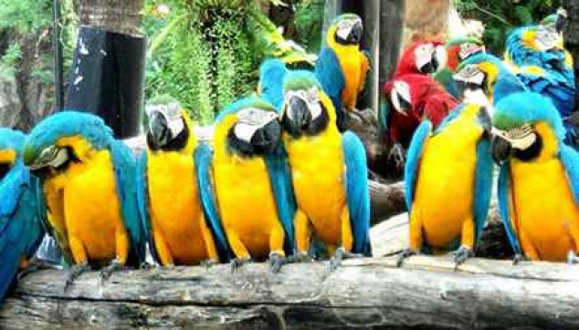 3N Pattaya & 2N Bangkok Tour Package