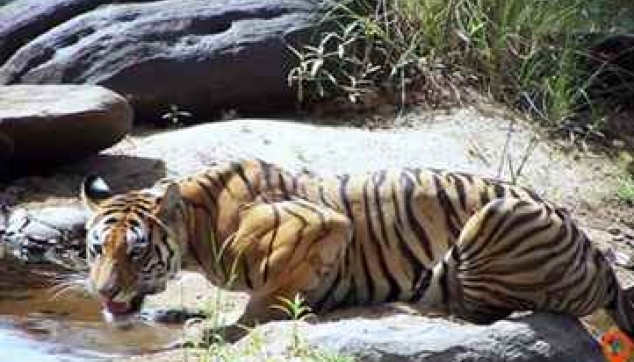 Morning excursion to Panna Wildlife Safari with caves and waterfall
