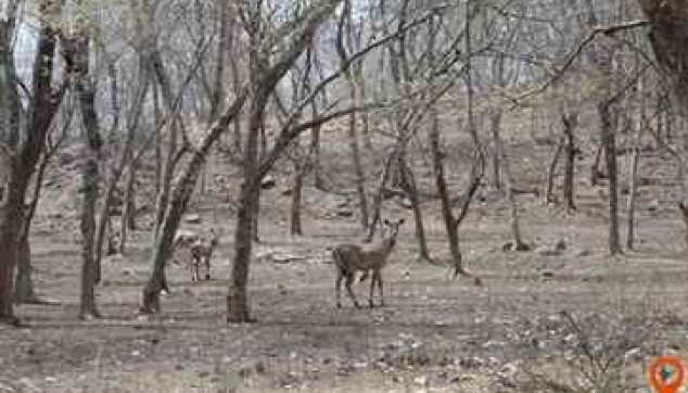 panna national park best time visit