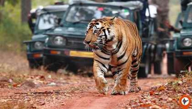 Bandhavgarh Tour With Meals And Jungle Safari