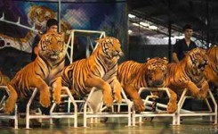Sriracha Tiger Zoo With Private Transfers