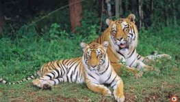 Private day excursion to Bannerghatta National Park with Safari