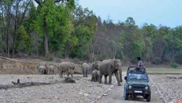 Jungle Safari In Rajaji National Park