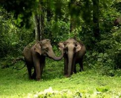 3 Days Private Wayanad Tour From Cochin