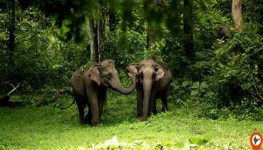 3 Days Private Wayanad Tour From Cochin