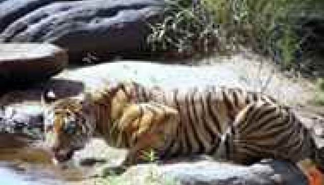 Spot Tiger at Ranthambore
