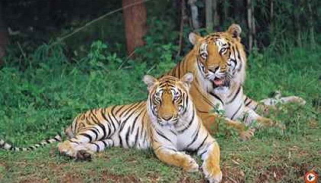 Private day excursion to Bannerghatta National Park with Safari